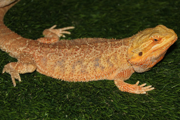 Six Things To Do When Introducing Dogs to Bearded Dragons