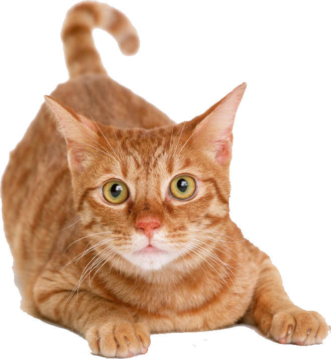 My Cat Must Have a Second Family